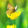 Butterfly-on-yellow-flower-123RF-19789558_m-252x251px