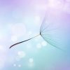 Beautiful-Abstract-flying-Dandelion-Seeds-8721261_ml-450x450px