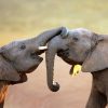 14989800 - elephants touching each other gently  greeting  - addo elephant national park