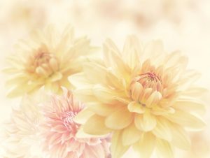 45945112 - dahlia flowers close up for background