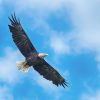 91955929-american-bald-eagle-circling-in-the-air-1200x627px