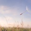 Carolina Ai 01 Floating Dandelion Seed