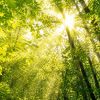 Carolina Ai 02 Forest Sunlight