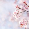 Carolina Ai 04 Cherry Blossoms