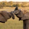 Carolina Ai 04 Elephants Greeting